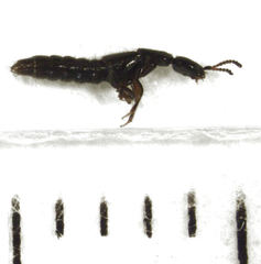Leptacinus pusillus
