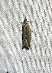 Ancylis diminuatana