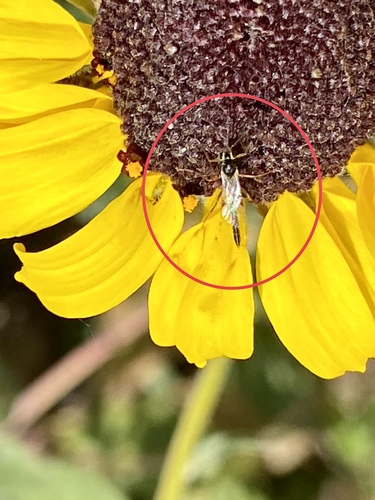 iNaturalist observation photo of Cremastinae