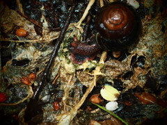 Monadenia infumata