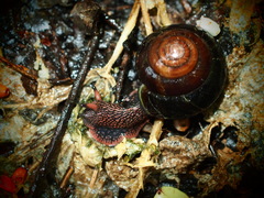 Monadenia infumata