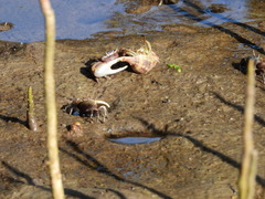 Minuca longisignalis