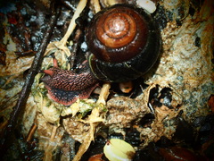Monadenia infumata