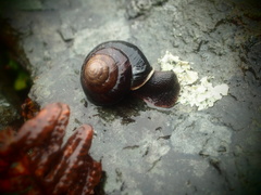 Monadenia infumata