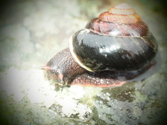 Monadenia infumata
