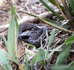 Crotalus armstrongi