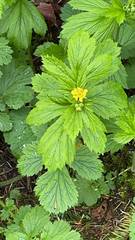 Geum macrophyllum