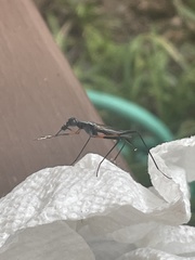 Calobatina