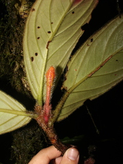 Columnea maculata image