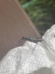 Calobatina