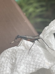 Calobatina