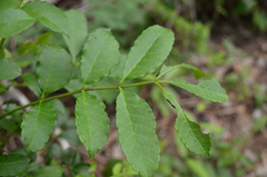 Zanthoxylum caribaeum