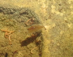 Branchiopoda