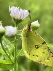 Colias poliographus