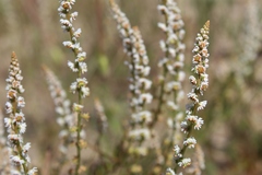 Sesamoides spathulifolia