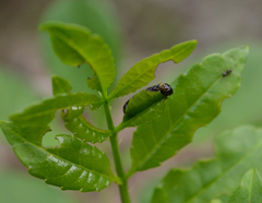 Zanthoxylum caribaeum