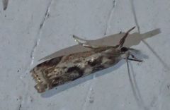 Microcrambus kimballi