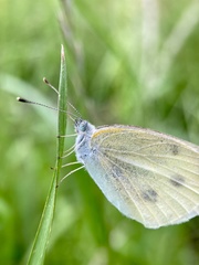 Pieris rapae