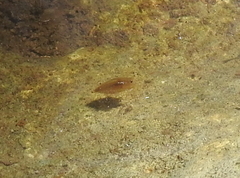 Branchiopoda