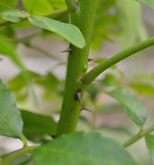 Zanthoxylum caribaeum