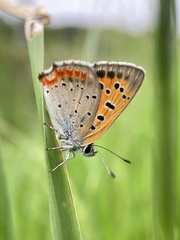 Lycaena phlaeas daimio
