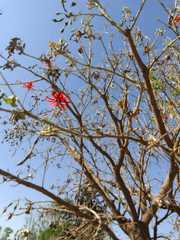 Erythrina