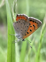 Lycaena phlaeas daimio