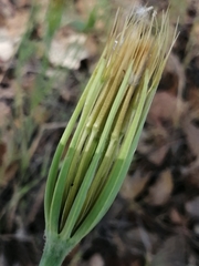 Geropogon