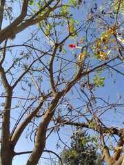Erythrina