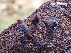 Emblema pictum