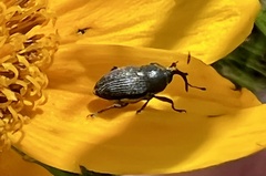 Odontocorynus salebrosus