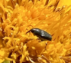 Odontocorynus salebrosus