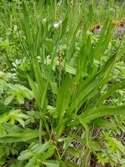 Plantago macrocarpa
