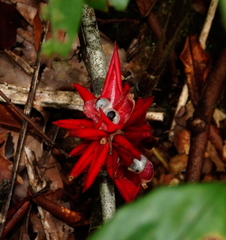 Alpinia abundiflora