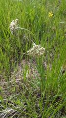 Antennaria anaphaloides
