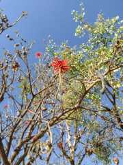 Erythrina