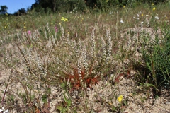 Sesamoides spathulifolia