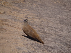 Petrophassa albipennis