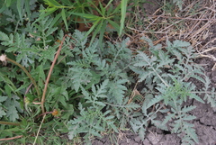 Ambrosia grayi