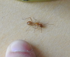 Camponotus festinatus