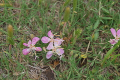 Oenothera canescens