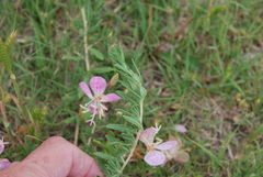 Oenothera canescens