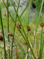 Juncus arcticus