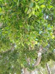 Ficus microcarpa
