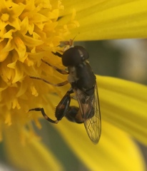 Syritta pipiens