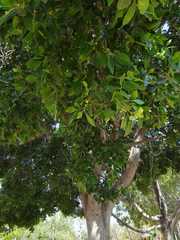 Ficus microcarpa