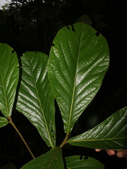 Image of Ocotea valerioides