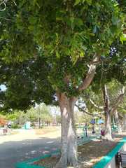 Ficus microcarpa