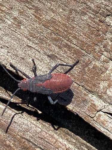iNaturalist observation photo of Red-shouldered Bug