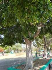 Ficus microcarpa